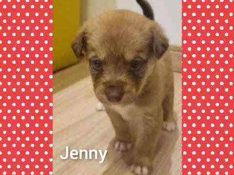 Cachorro raça Srd idade Abaixo de 2 meses nome Linda bebê