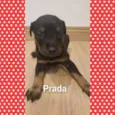 Cachorro raça Srd idade Abaixo de 2 meses nome Linda bebê