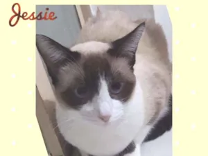 Gato raça SRD  idade 2 anos nome Jessie 
