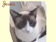 Gato raça SRD  idade 2 anos nome Jessie 