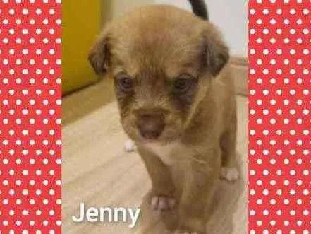 Cachorro raça Srd idade Abaixo de 2 meses nome Linda bebê