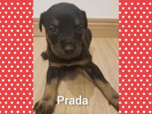 Cachorro raça Srd idade Abaixo de 2 meses nome Linda bebê