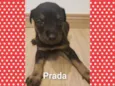 Cachorro raça Srd idade Abaixo de 2 meses nome Linda bebê
