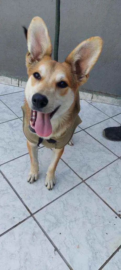 Cachorro raça Srd idade 7 a 11 meses nome Fox