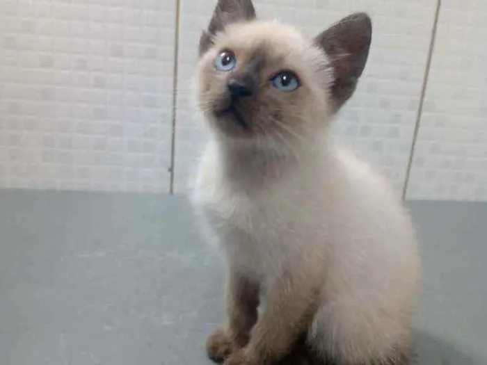 Gato raça Srd idade Abaixo de 2 meses nome Antares 