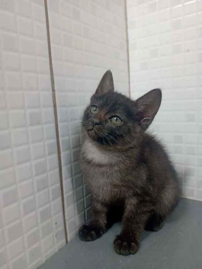 Gato raça Srd idade Abaixo de 2 meses nome Wendy