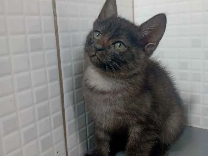 Gato raça Srd idade Abaixo de 2 meses nome Wendy