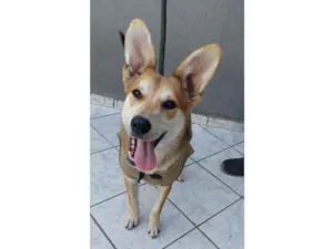 Cachorro raça Srd idade 7 a 11 meses nome Fox