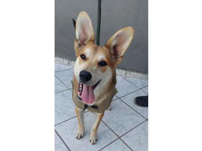 Cachorro raça Srd idade 7 a 11 meses nome Fox