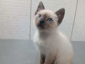 Gato raça Srd idade Abaixo de 2 meses nome Antares 