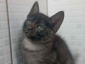 Gato raça Srd idade Abaixo de 2 meses nome Wendy