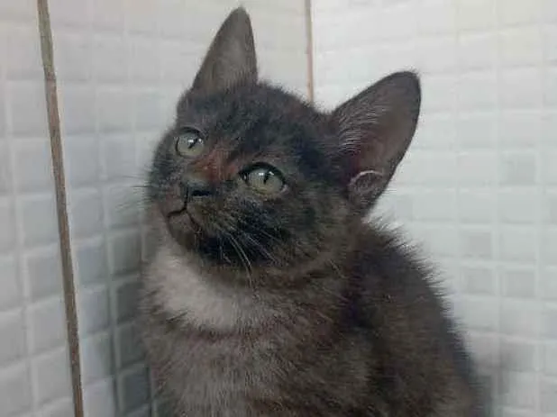 Gato raça Srd idade Abaixo de 2 meses nome Wendy