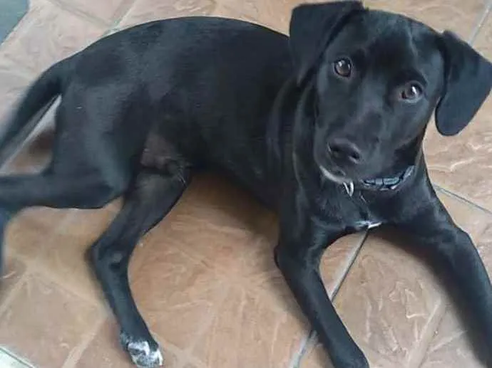 Cachorro raça SRD idade 7 a 11 meses nome Feliz