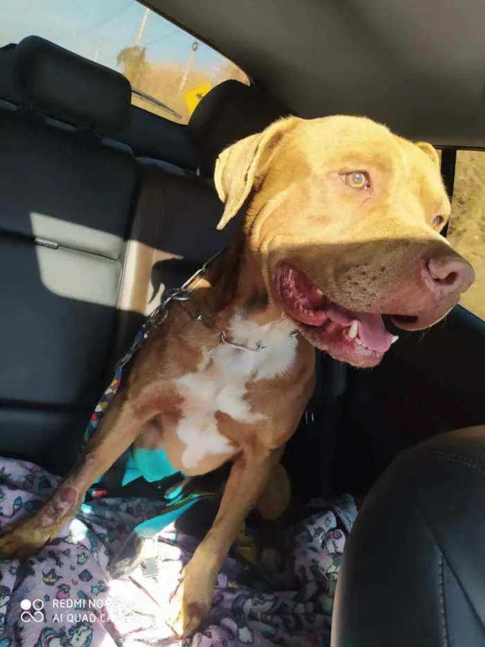 Cachorro ra a Pitbull idade 1 ano nome ?