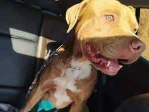 Cachorro raça Pitbull idade 1 ano nome ?