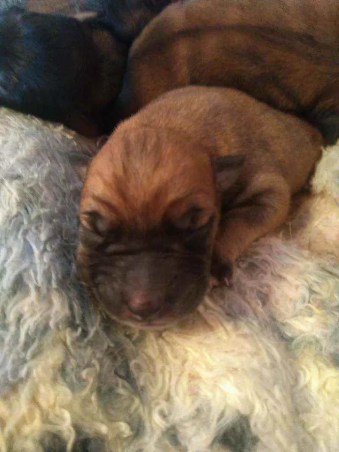 Cachorro ra a Vira lata com Pitbull idade Abaixo de 2 meses nome Recém nascidos