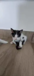 Gato raça Srd idade Abaixo de 2 meses nome Sem nome