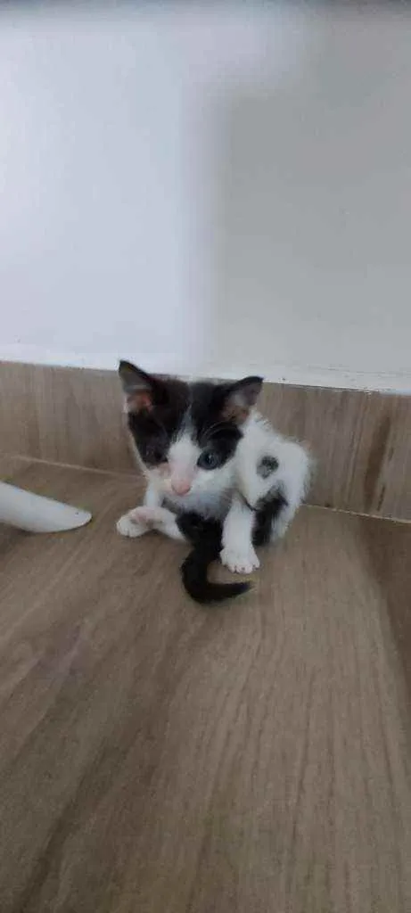 Gato raça Srd idade Abaixo de 2 meses nome Sem nome