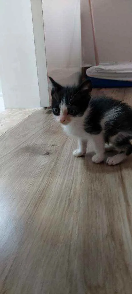 Gato raça Srd idade Abaixo de 2 meses nome Sem nome