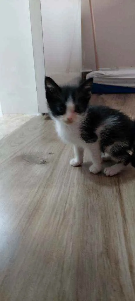 Gato raça Srd idade Abaixo de 2 meses nome Sem nome