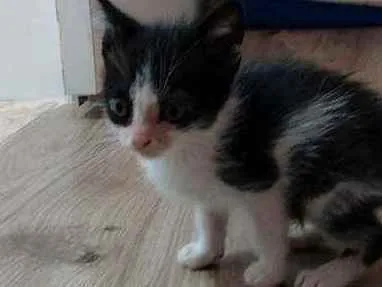 Gato raça Srd idade Abaixo de 2 meses nome Sem nome