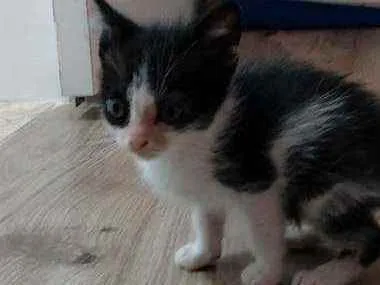 Gato raça Srd idade Abaixo de 2 meses nome Sem nome