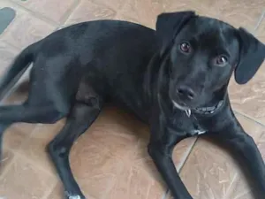 Cachorro raça SRD idade 7 a 11 meses nome Feliz