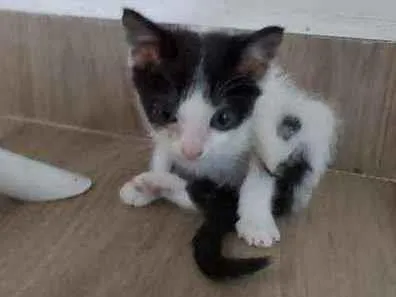 Gato raça Srd idade Abaixo de 2 meses nome Sem nome