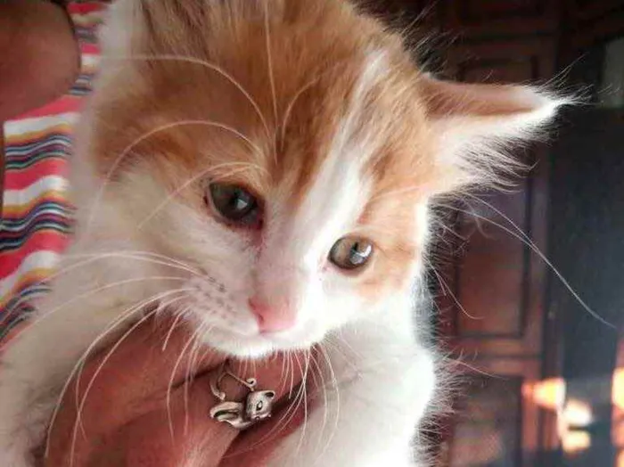 Gato raça Srd idade 2 a 6 meses nome Caramelo bebê linda 