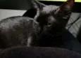Sly