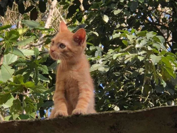 Gato raça SRD-ViraLata idade 2 a 6 meses nome dexter