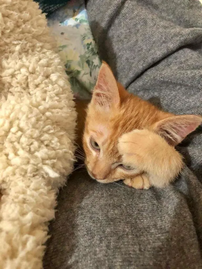 Gato raça SRD-ViraLata idade 2 a 6 meses nome dexter