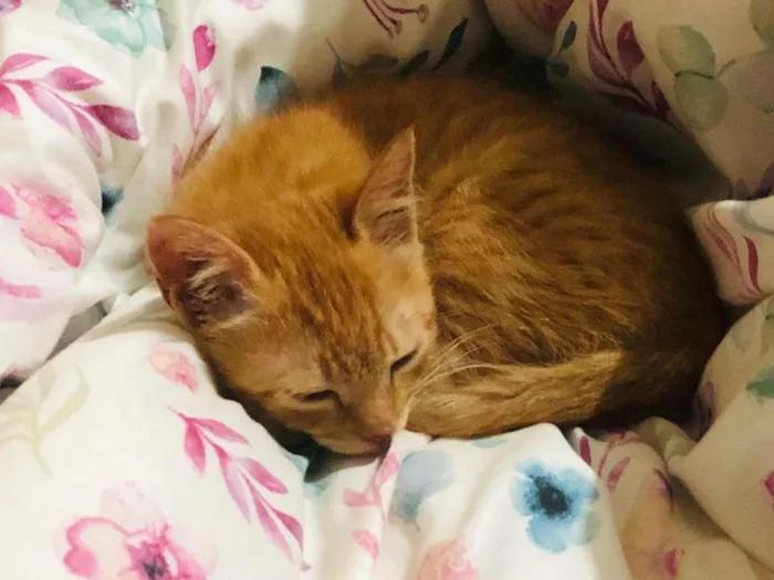 Gato raça SRD-ViraLata idade 2 a 6 meses nome dexter