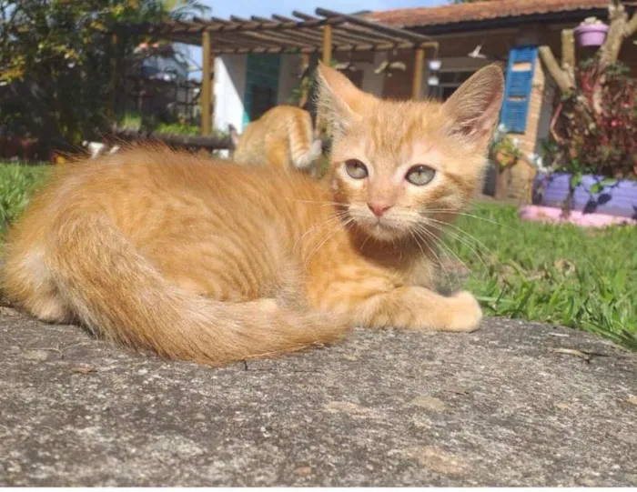 Gato raça SRD-ViraLata idade 2 a 6 meses nome dexter