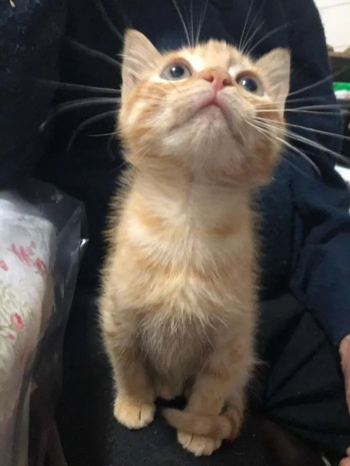 Gato raça SRD-ViraLata idade 2 a 6 meses nome dexter