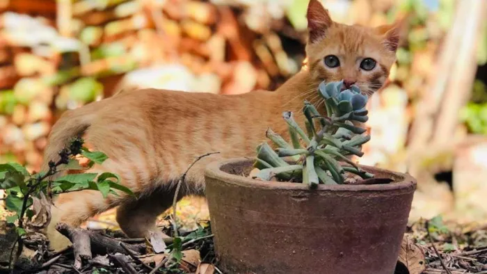 Gato raça SRD-ViraLata idade 2 a 6 meses nome dexter