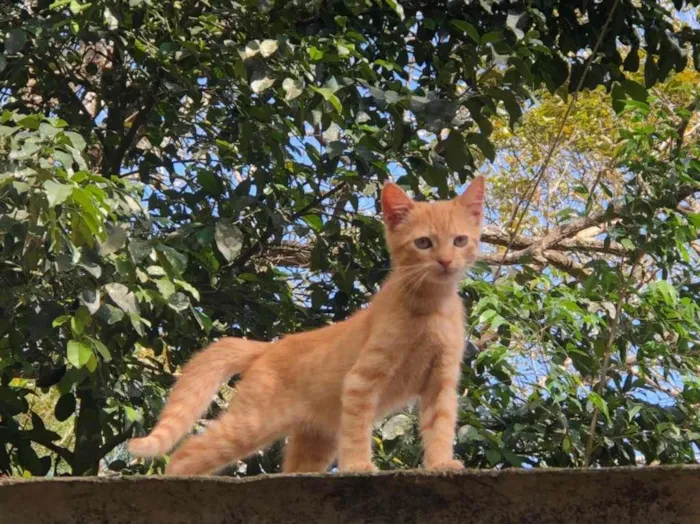 Gato raça SRD-ViraLata idade 2 a 6 meses nome dexter
