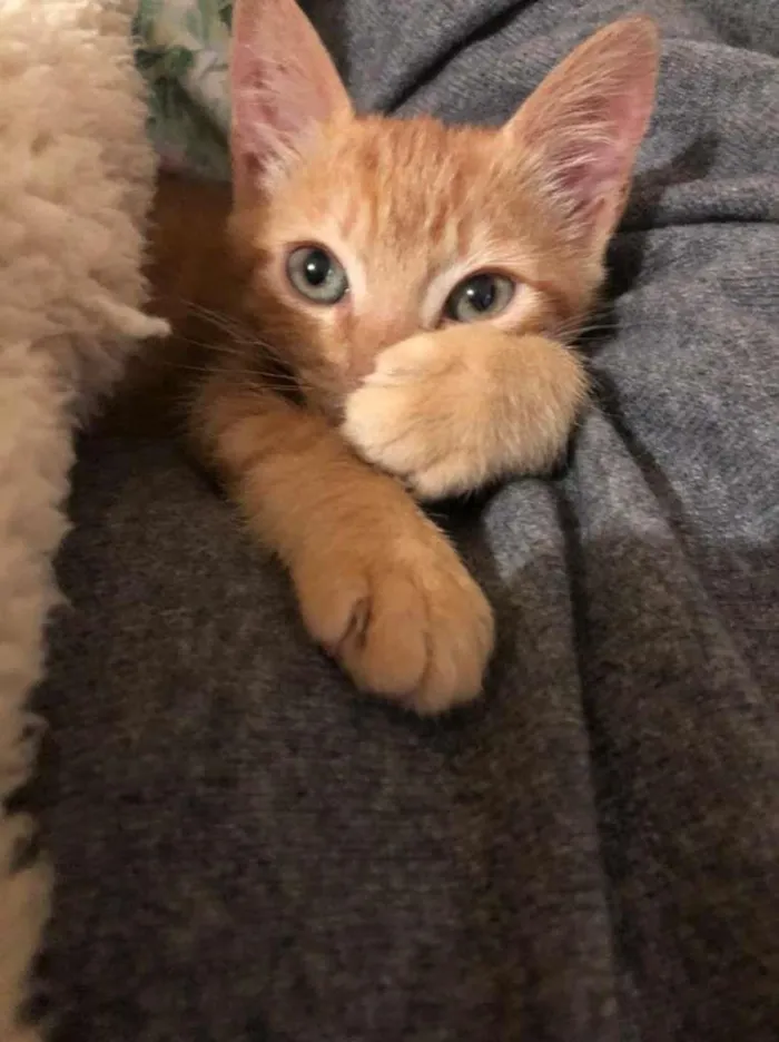 Gato raça SRD-ViraLata idade 2 a 6 meses nome dexter