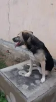Pitucha