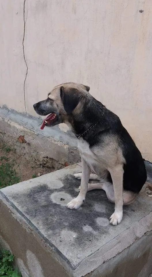 Cachorro raça Vira-lata idade 6 ou mais anos nome Pitucha