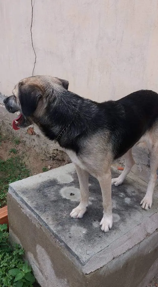 Cachorro raça Vira-lata idade 6 ou mais anos nome Pitucha