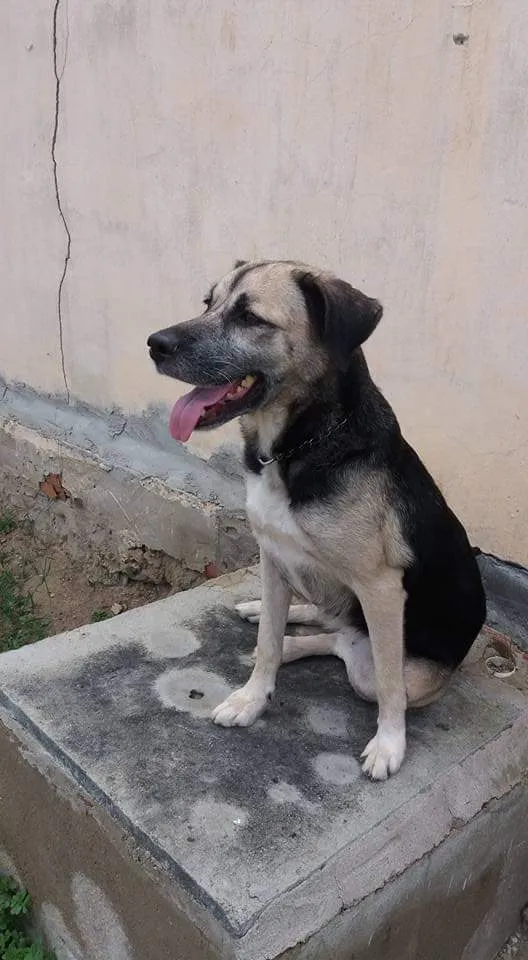 Cachorro raça Vira-lata idade 6 ou mais anos nome Pitucha