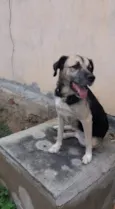 Pitucha