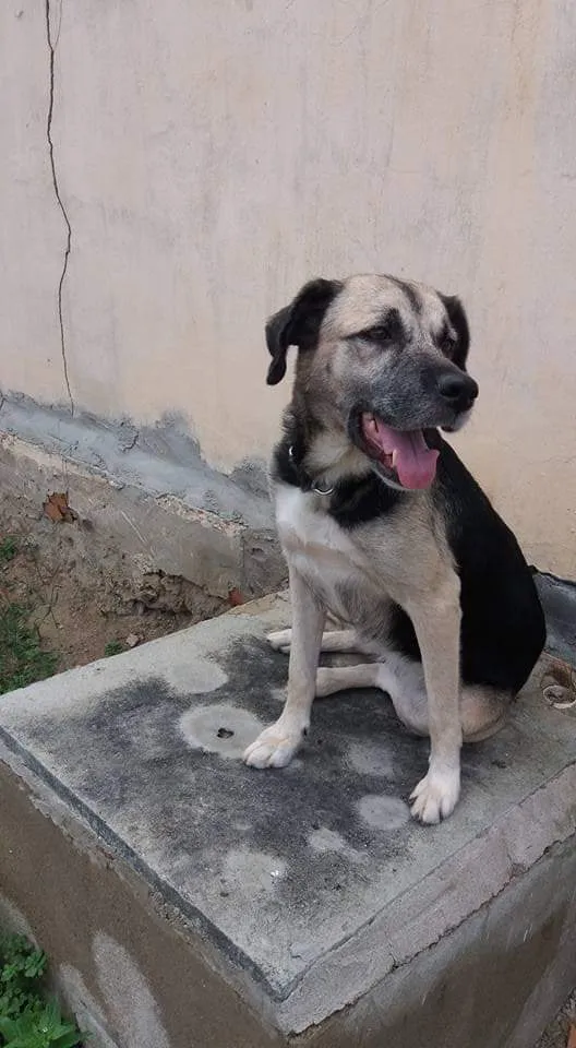 Cachorro raça Vira-lata idade 6 ou mais anos nome Pitucha