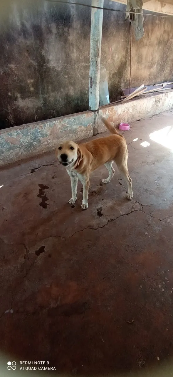 Cachorro ra a Lavrador idade 1 ano nome Zeus