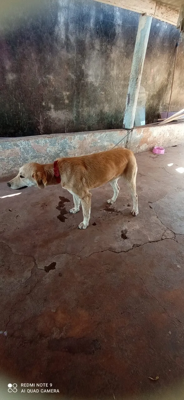 Cachorro ra a Lavrador idade 1 ano nome Zeus