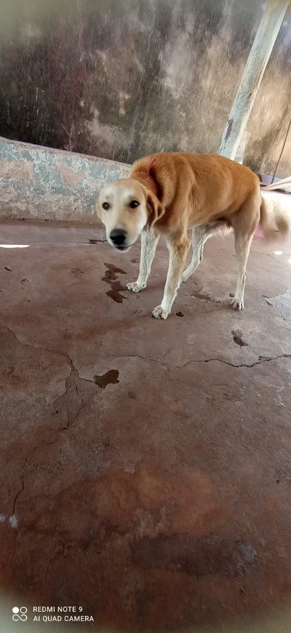 Cachorro ra a Lavrador idade 1 ano nome Zeus