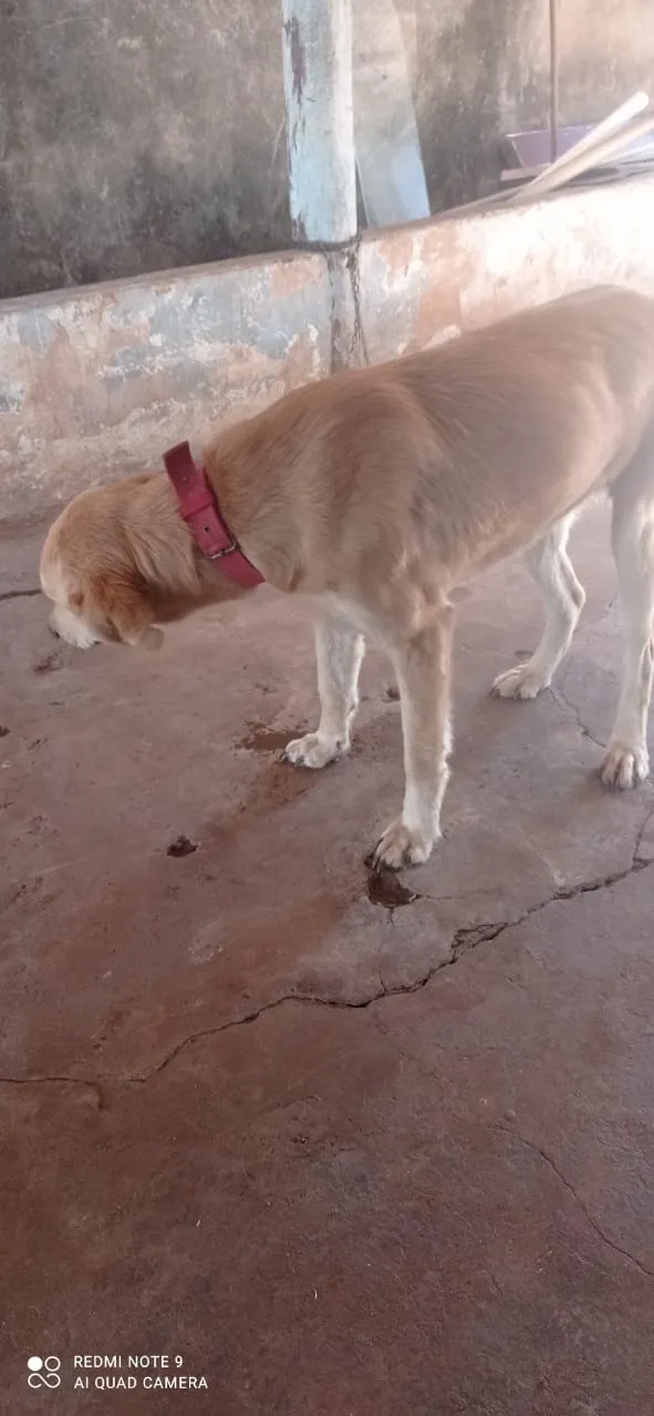 Cachorro ra a Lavrador idade 1 ano nome Zeus