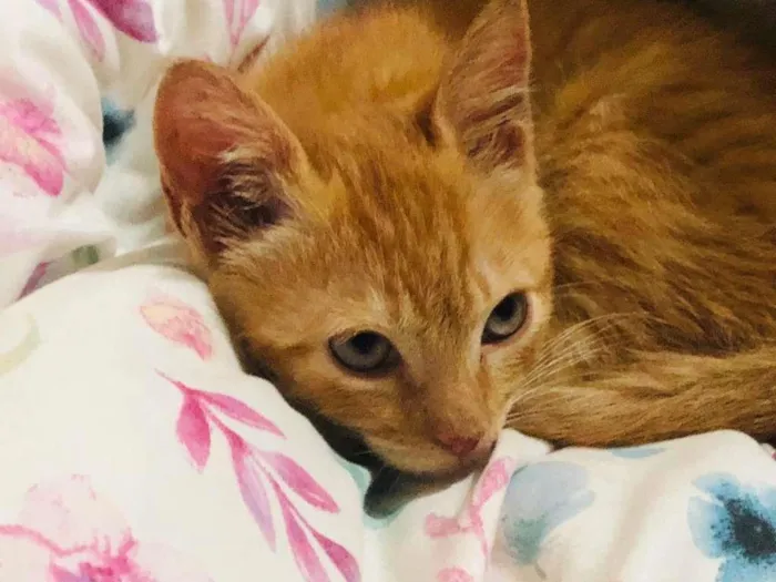 Gato raça SRD-ViraLata idade 2 a 6 meses nome dexter