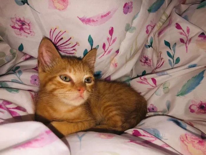 Gato raça SRD-ViraLata idade 2 a 6 meses nome dexter